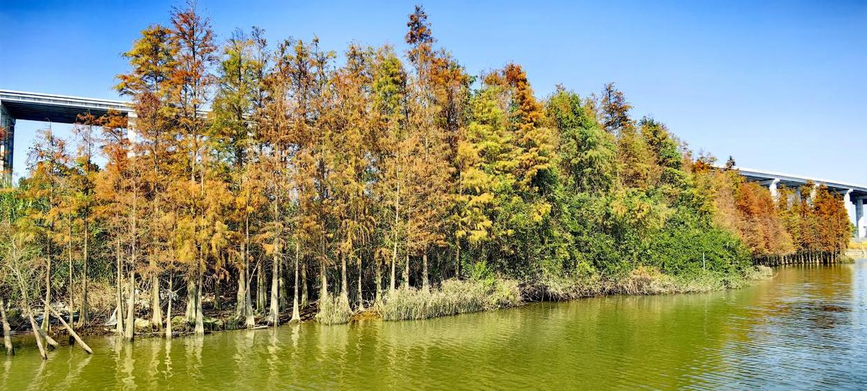 「图说侨乡」新会醉美:沙仔岛的歌声