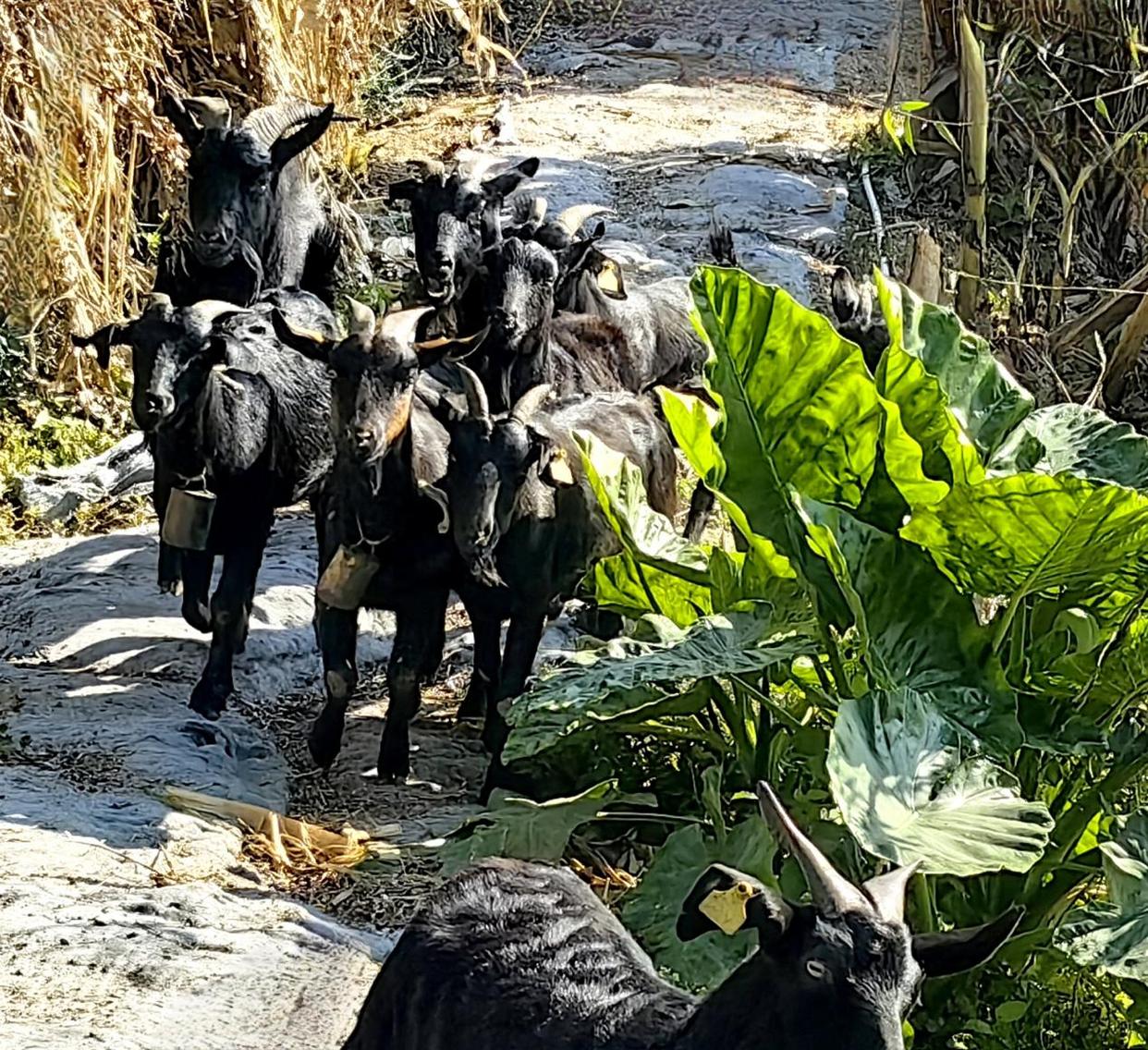 「图说侨乡」新会醉美：沙仔岛的歌声