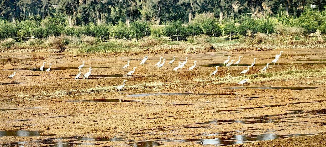 「图说侨乡」新会醉美:沙仔岛的歌声