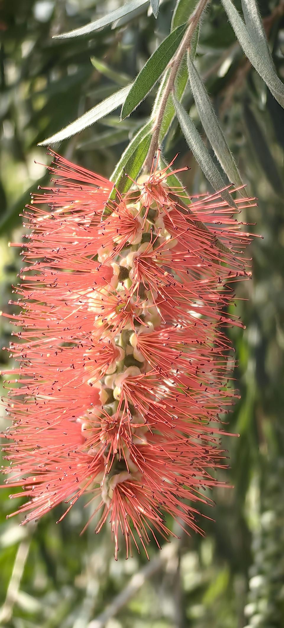「图说侨乡」新会醉美:沙仔岛的歌声