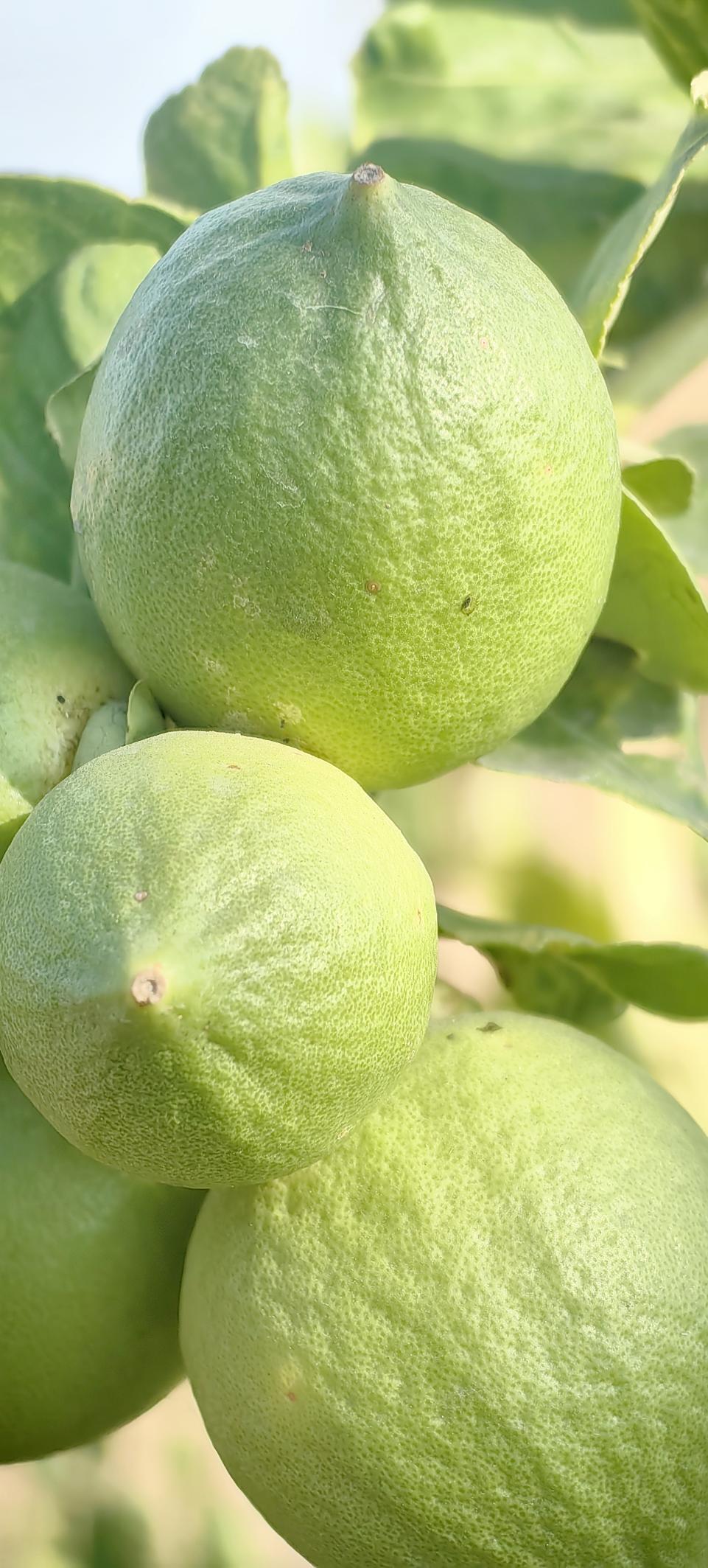 「图说侨乡」新会醉美:沙仔岛的歌声