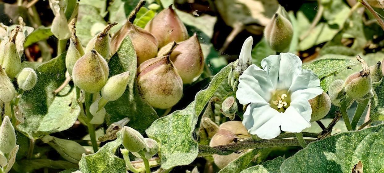 「图说侨乡」新会醉美:沙仔岛的歌声