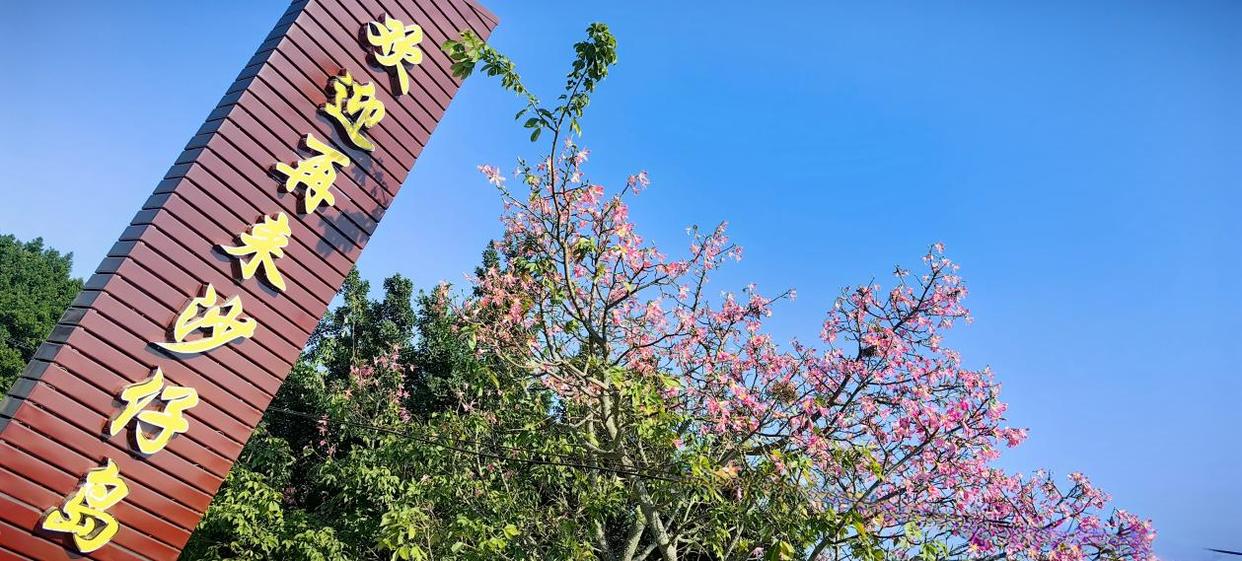 「图说侨乡」新会醉美:沙仔岛的歌声