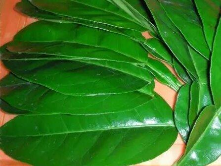 解读除夕、新春传统习俗(一)------岁寒清瘴:中华传统年俗中的清洁防疫智慧与实践体系