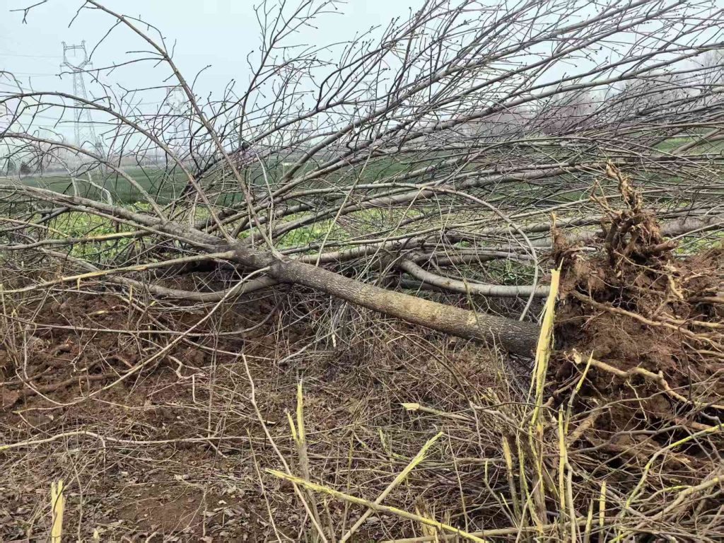 河南沈丘：“官方背书式”强砍民林，纪委压稿护短，解决不了问题，就解决提出问题的人