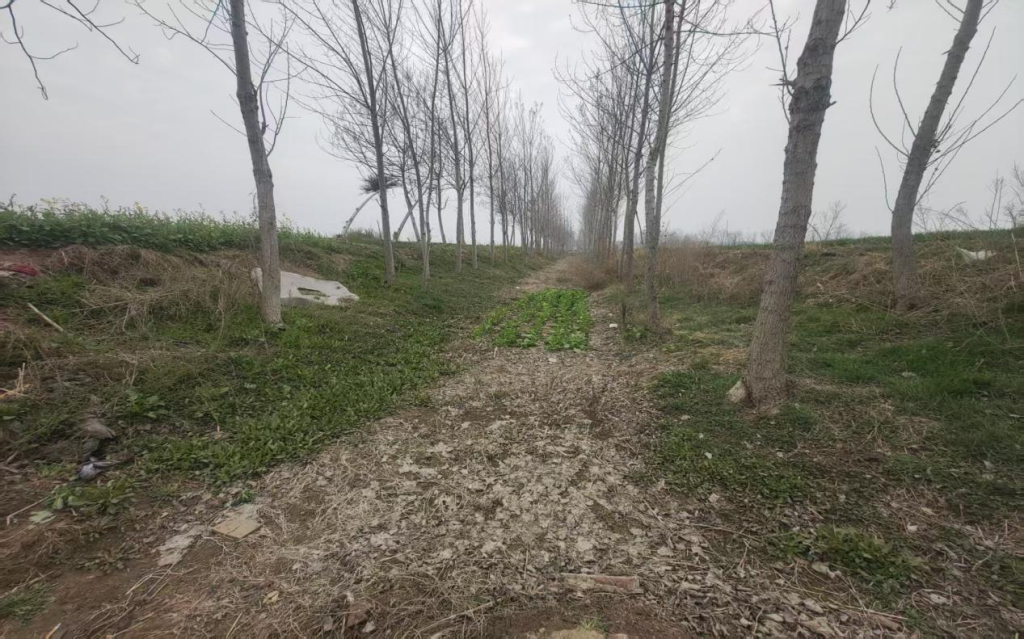 河南太康：借“清淤”之名行盗采之实，六旬村支书率众毁林挖土，巨额收益进了谁的口袋？