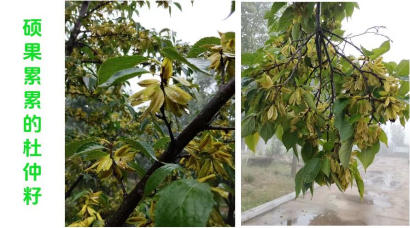 总书记植绿寄厚望 乐昌“茶杜共生”模式绘就乡村振兴共富新图景
