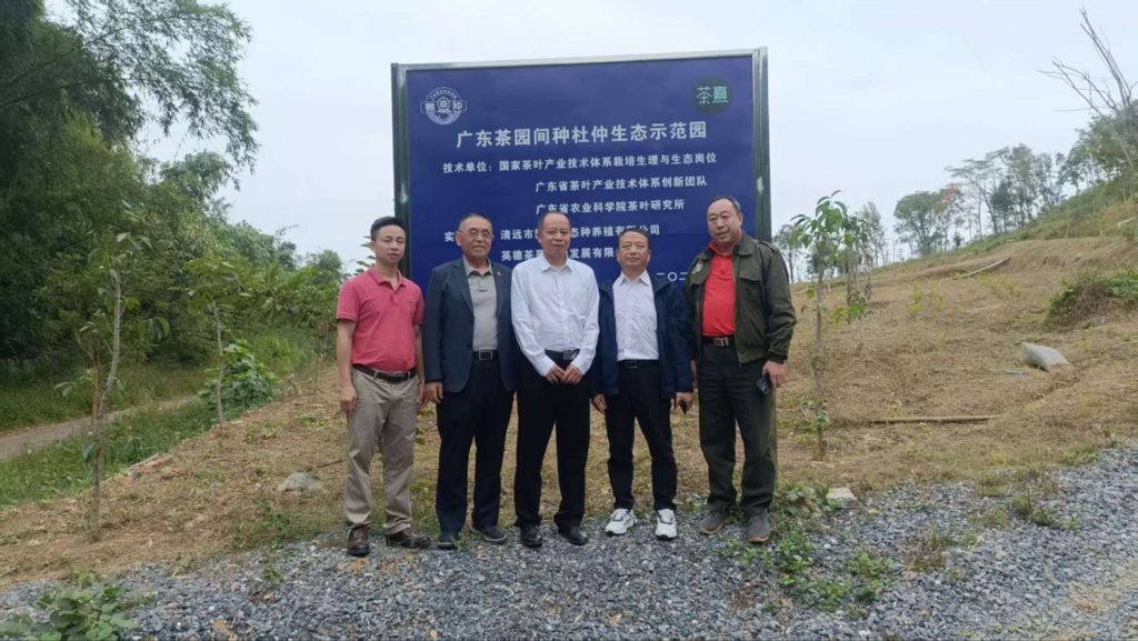 总书记植绿寄厚望 乐昌“茶杜共生”模式绘就乡村振兴共富新图景