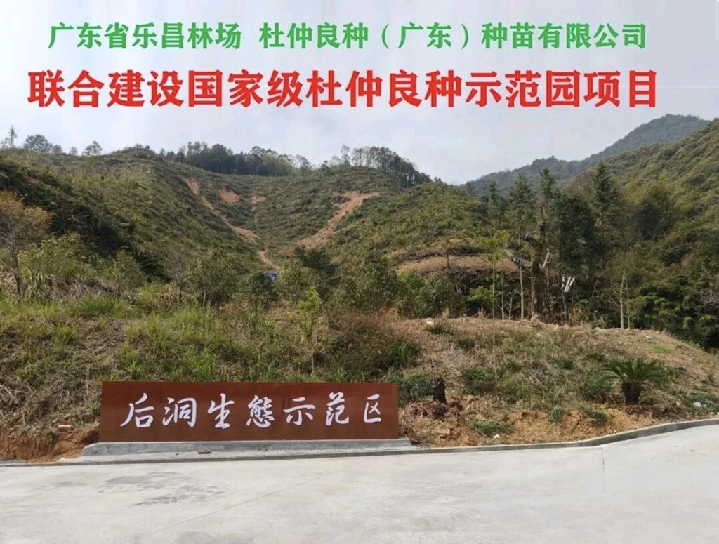 总书记植绿寄厚望 乐昌“茶杜共生”模式绘就乡村振兴共富新图景