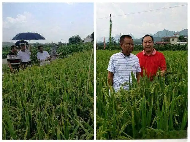 邓泗洲与粤北功能性农业水稻发展路