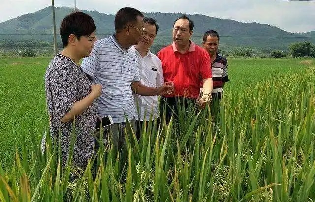 邓泗洲与粤北功能性农业水稻发展路