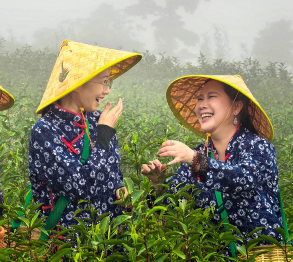 洪紫千：福鼎白茶越老越值钱？