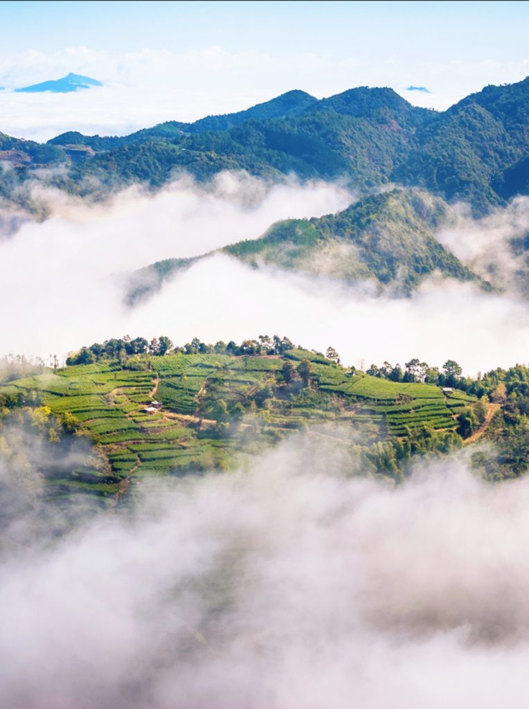 洪紫千：福鼎白茶越老越值钱？