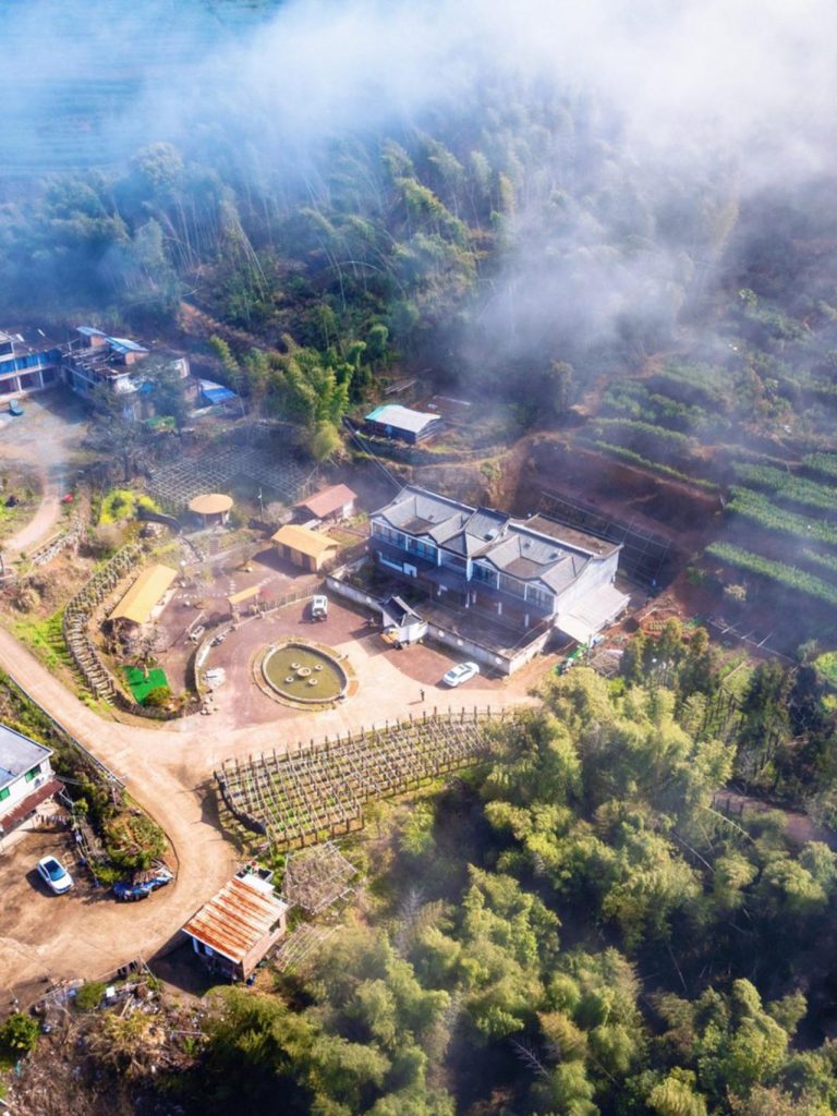 洪紫千：福鼎白茶越老越值钱？