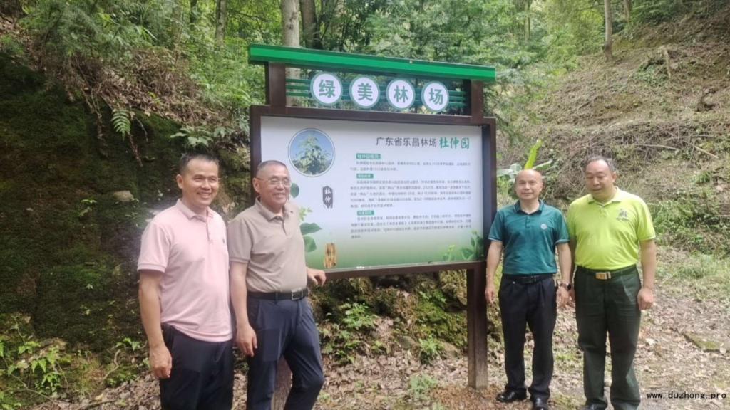 微生物发酵赋能药食同源：乐昌竹筒粽演绎杜仲叶新质生产力传奇
