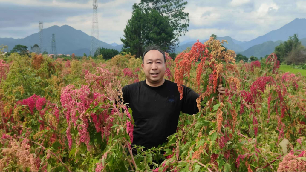 微生物发酵赋能药食同源：乐昌竹筒粽演绎杜仲叶新质生产力传奇