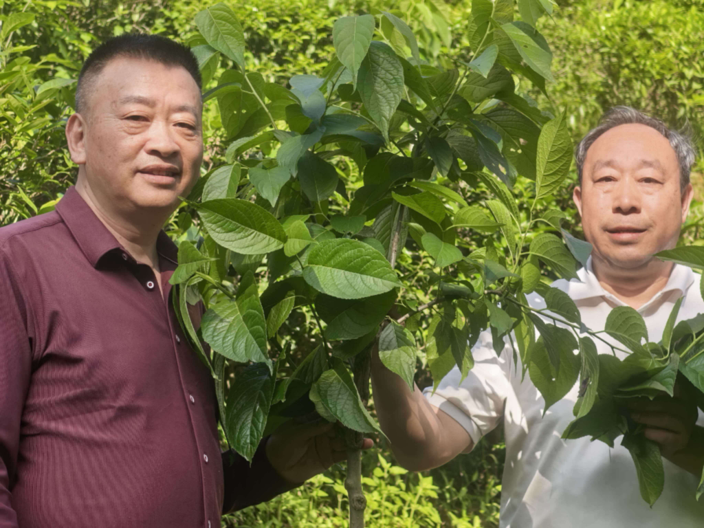 微生物发酵赋能药食同源：乐昌竹筒粽演绎杜仲叶新质生产力传奇